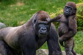 GORILLA SAFARI
