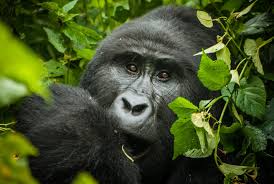 GORILLA SAFARI