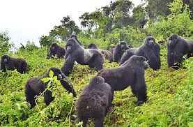 GORILLA SAFARI