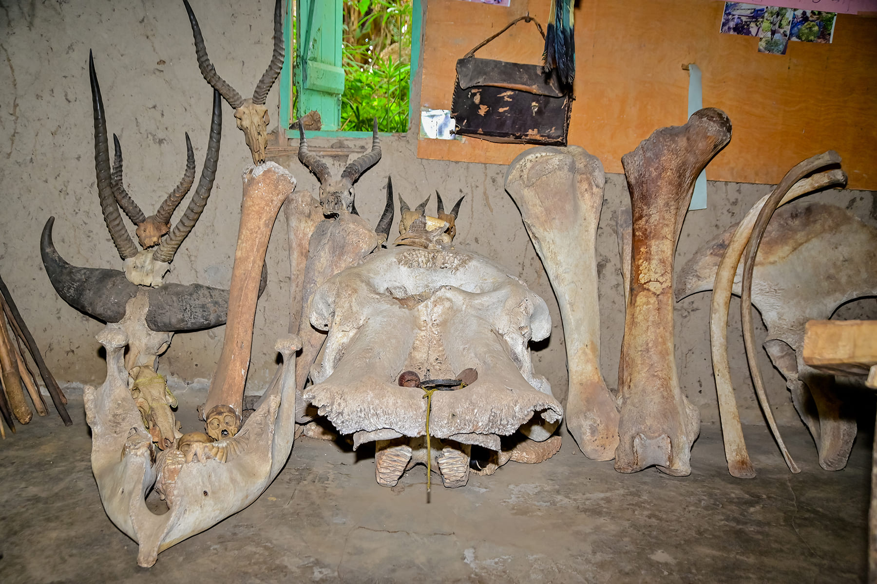 Animal Bone Study – Wildlife Osteology