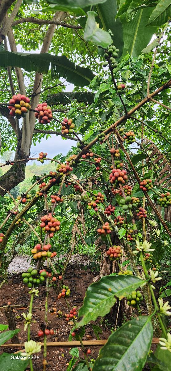 Bigodi  coffee  experience
