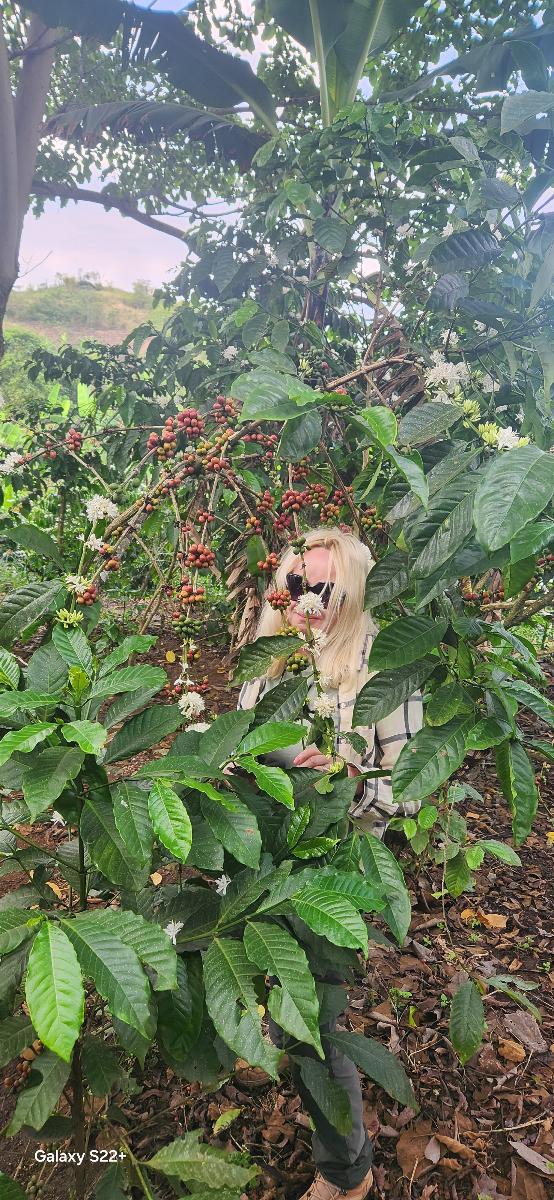 Bigodi  coffee  experience
