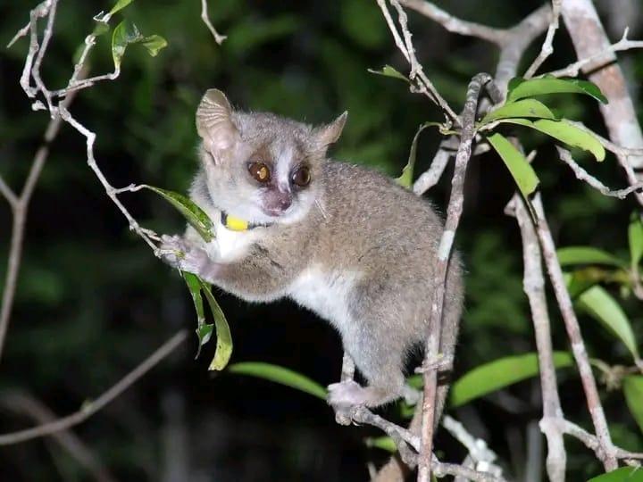 Bigodi  Night Walk Experience