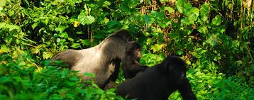 GORILLA SAFARI