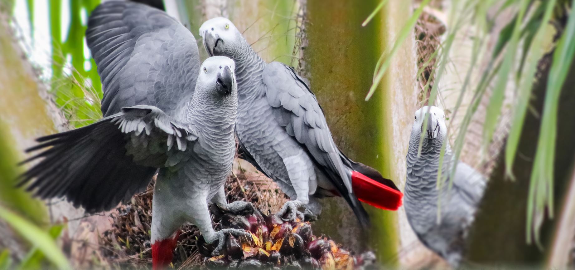 Bigodi Grey Parrot Museum Banner